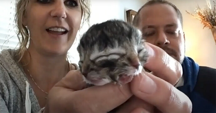 Фото из facebook  семьи Кинг. Котёнок Бисквит и Подливка.