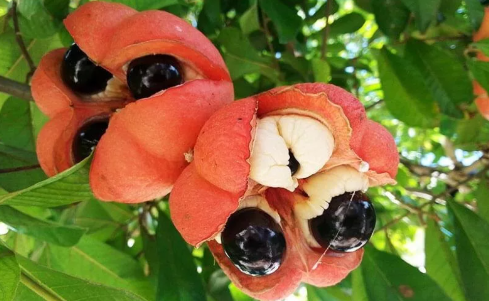 Аки Блигия. Блигия дерево. Аки Ямайка. Фрукт Ackee.