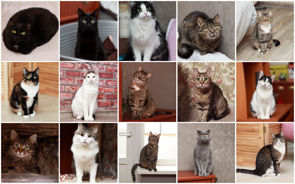 Кошки, которым сегодня ищет дом Наталья и ухаживает за ними
