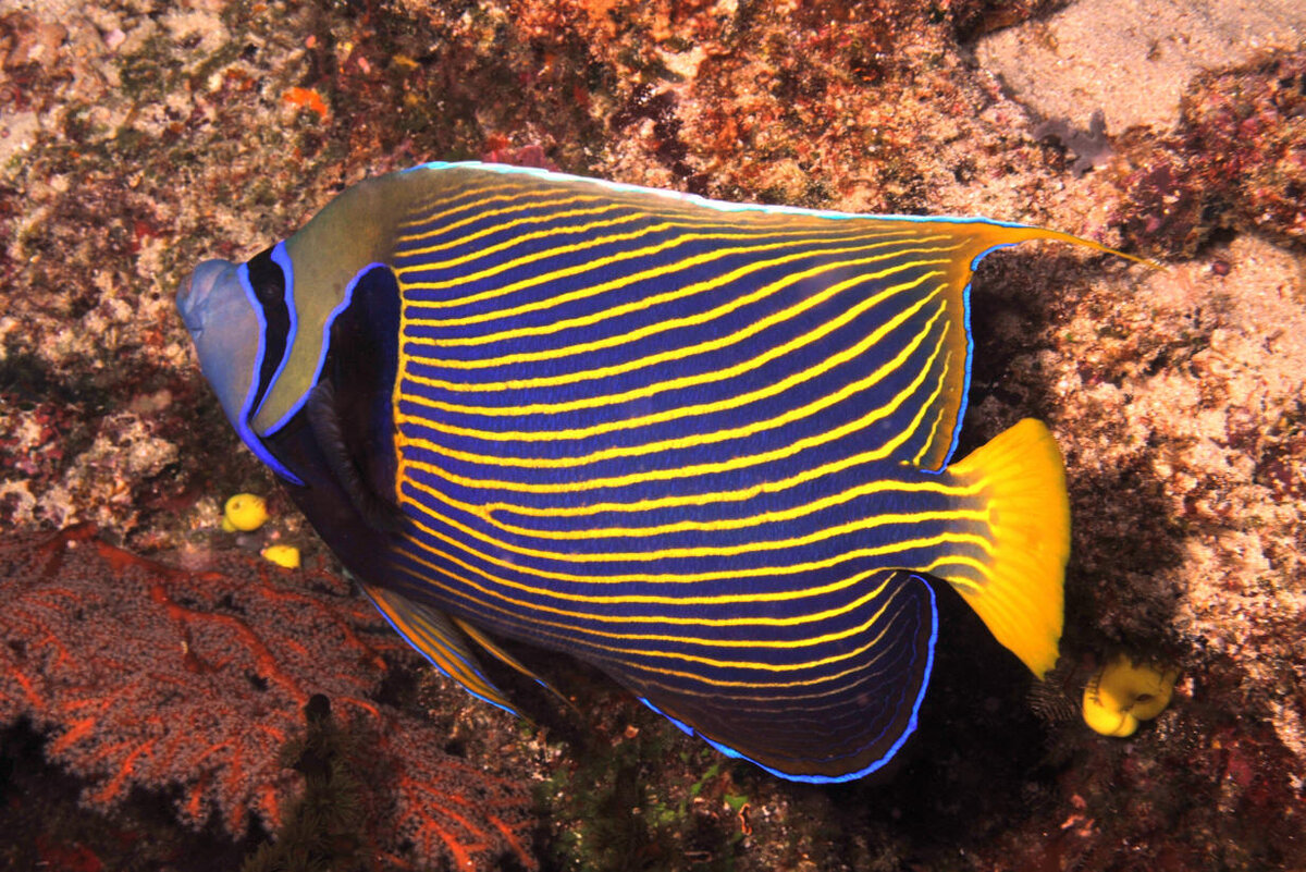 Рыба ангел. Ангел Императорский Pomacanthus Imperator. Императорская рыба-ангел Pomacanthus Imperator. Рыба ангел Императорский ювенильный. Центропиг Эйбла-Эйбесфельдта.