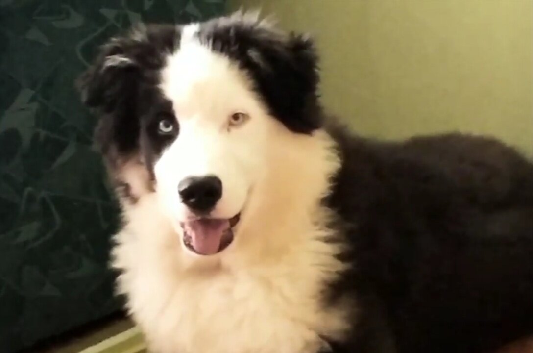 Тут ему около пяти месяцев.