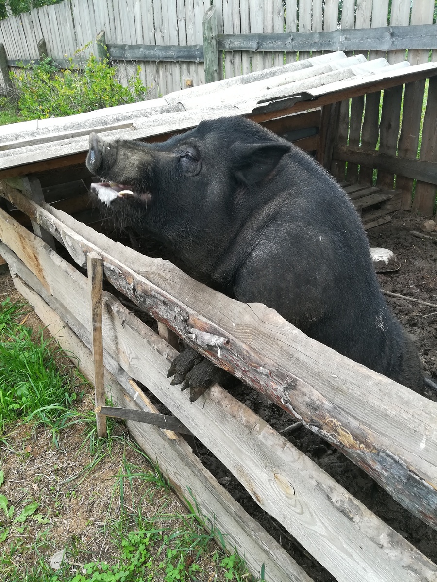 Наш мощный папаша