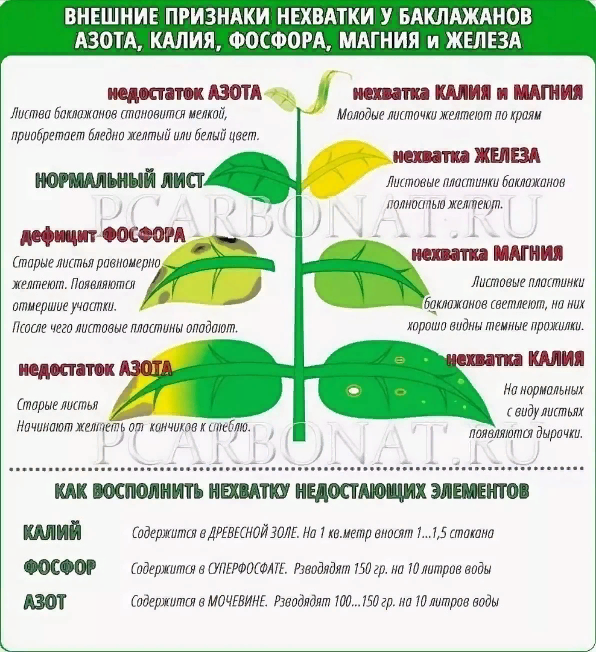 Боремся за рекордные урожаи: Рассказываю как понять чего не хватает баклажанам