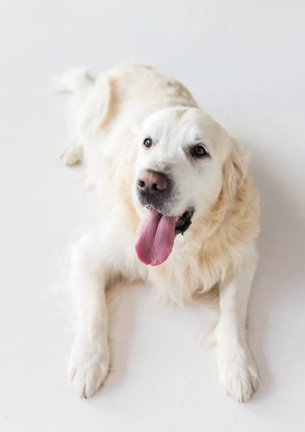 A Б В Г Д Е Ж З И К Л М Н О П Р С Т У Ф Х Ц Ч Ш Э Ю Я
Фото: Золотистый ретривер | Dreamstime.com
