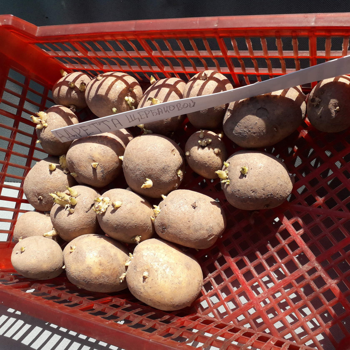 АДРЕТТА РОДОМ ИЗ ГДР