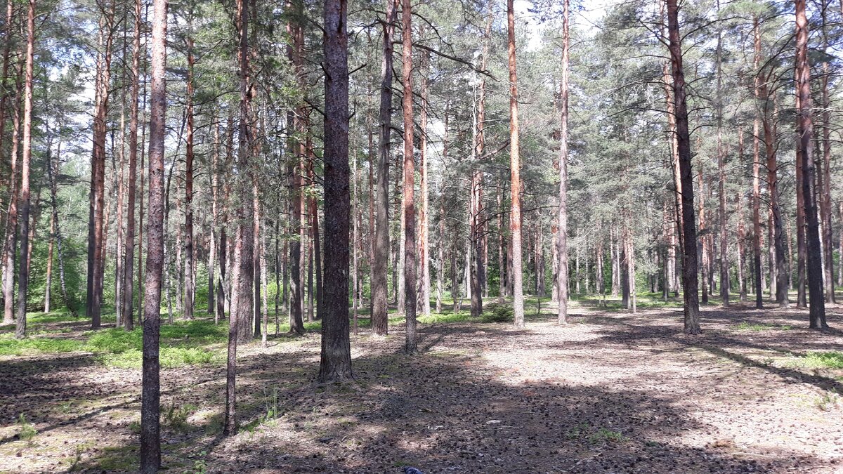 Сосновый бор недалеко от дома