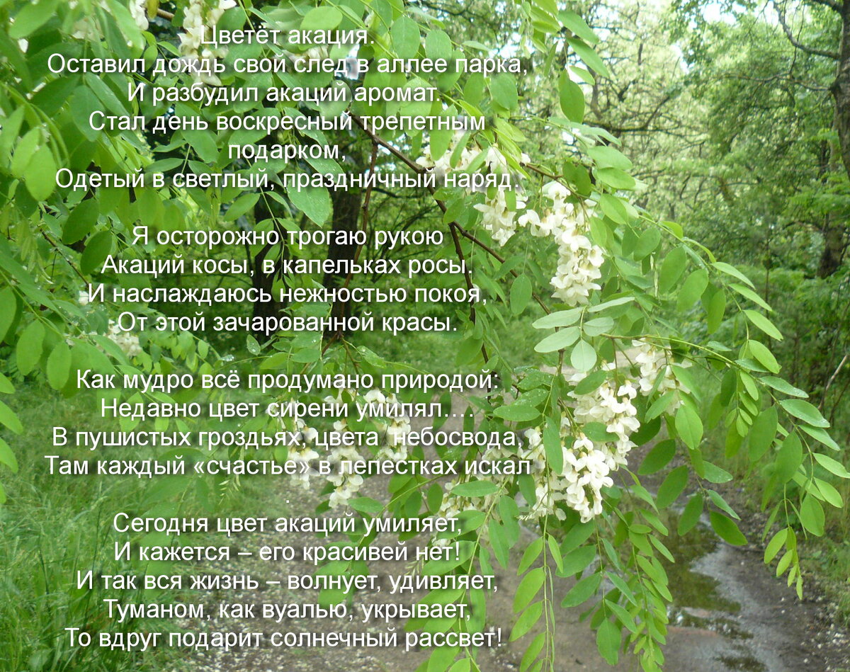 Автор Надежда Акушко. 