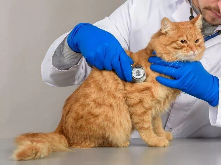 Причины появления крови в кале у кошки: возможные заболевания и их симптомы