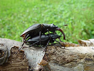 Спаривающиеся жуки-олени