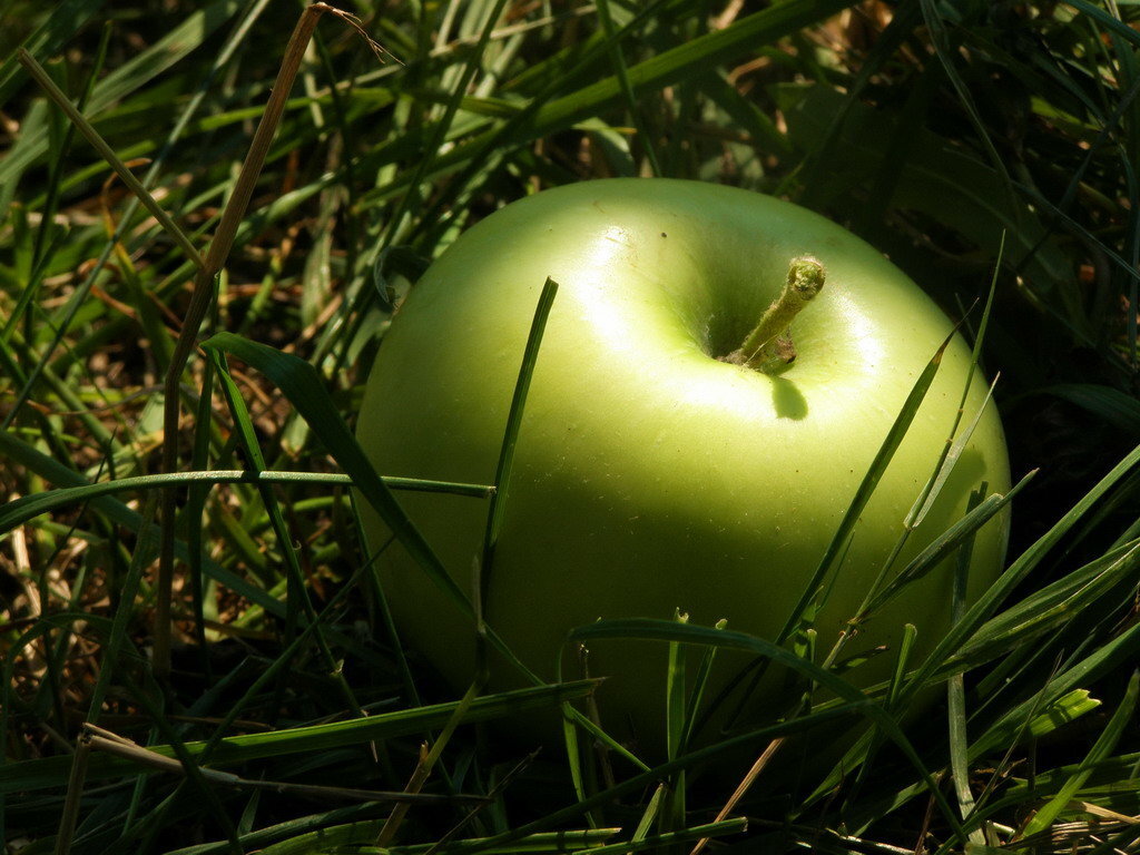 Яблоко апрельское фото