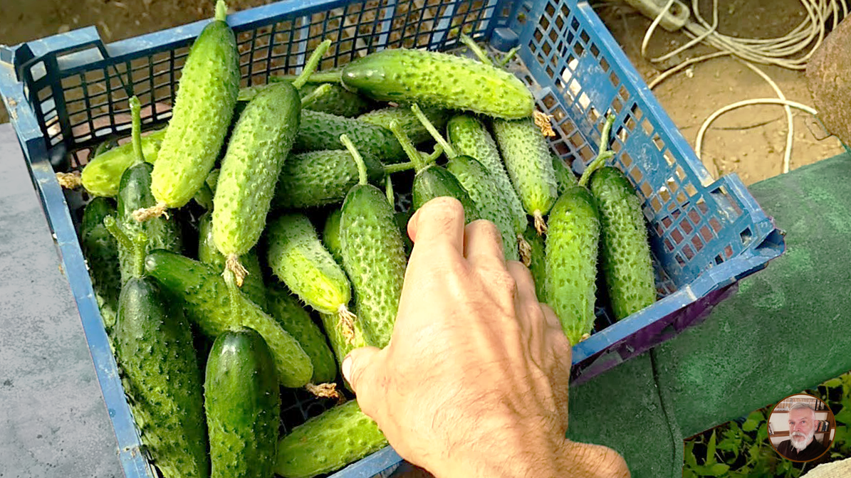 Нарвал огурцов со своей грядки. Жаль, что не могу передать Вам их вкус — обязательно попробуйте подкармливать огурцы молоком!