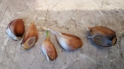 Фото автора, листаем галерею. Посадила эти зубки на ту же кукурузную грядку в июле.