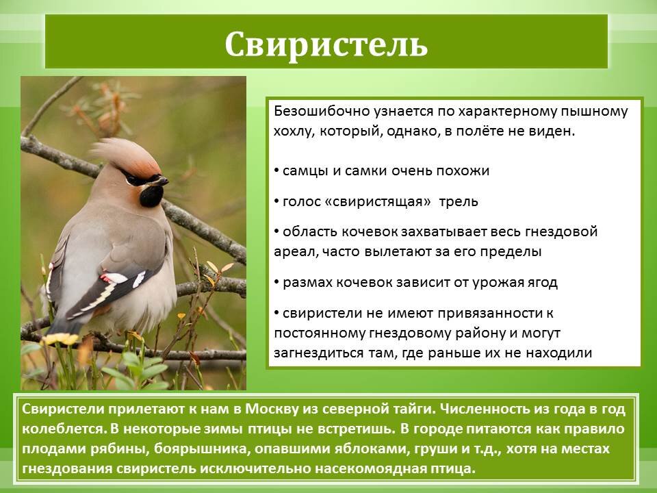 Пернатые гости сочинение 3 класс по плану