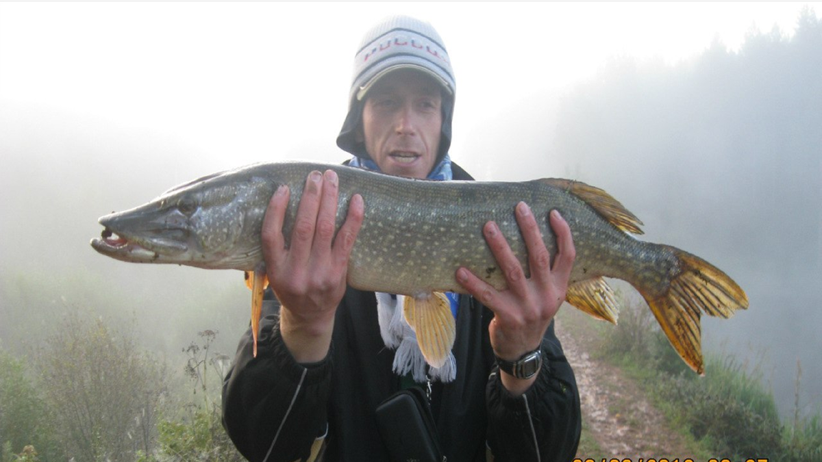 фото автора.Щука в августе,клюнула на приманку Yo-Zuri 3D Popper.