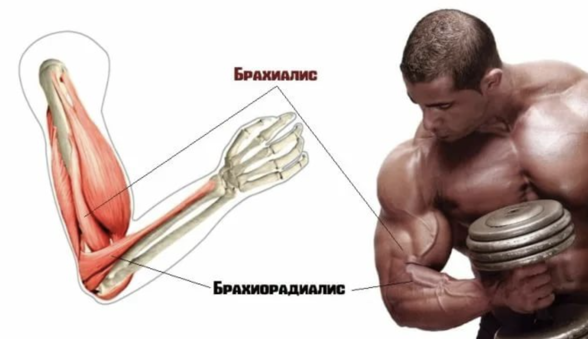 Схема прокачки бицепса гантелями