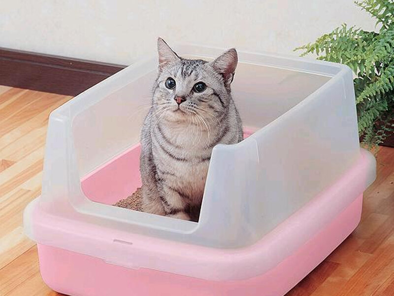 Как предотвратить кошачий туалет на грядках и клумбах? Лучшие способы