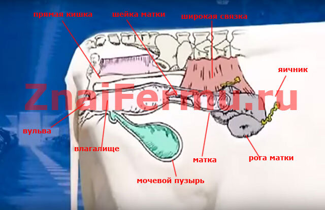 Размеры влагалища: правда и мифы