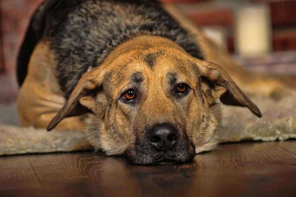 Циститом называют воспаление слизистой мочевого пузыря