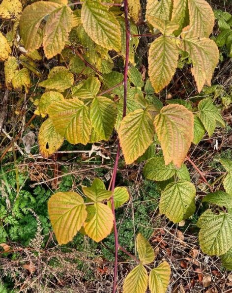 лист малины осенью