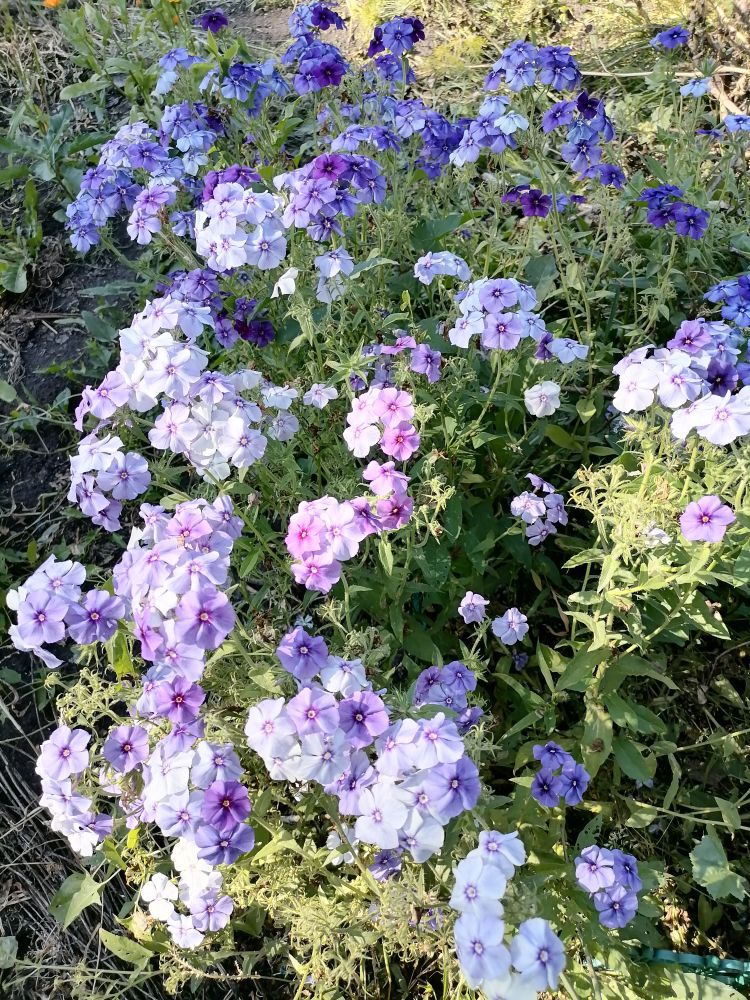 Мои флоксы Красотка в голубом, в зависимости от освещения меняют цвет от сиреневого до фиолетового