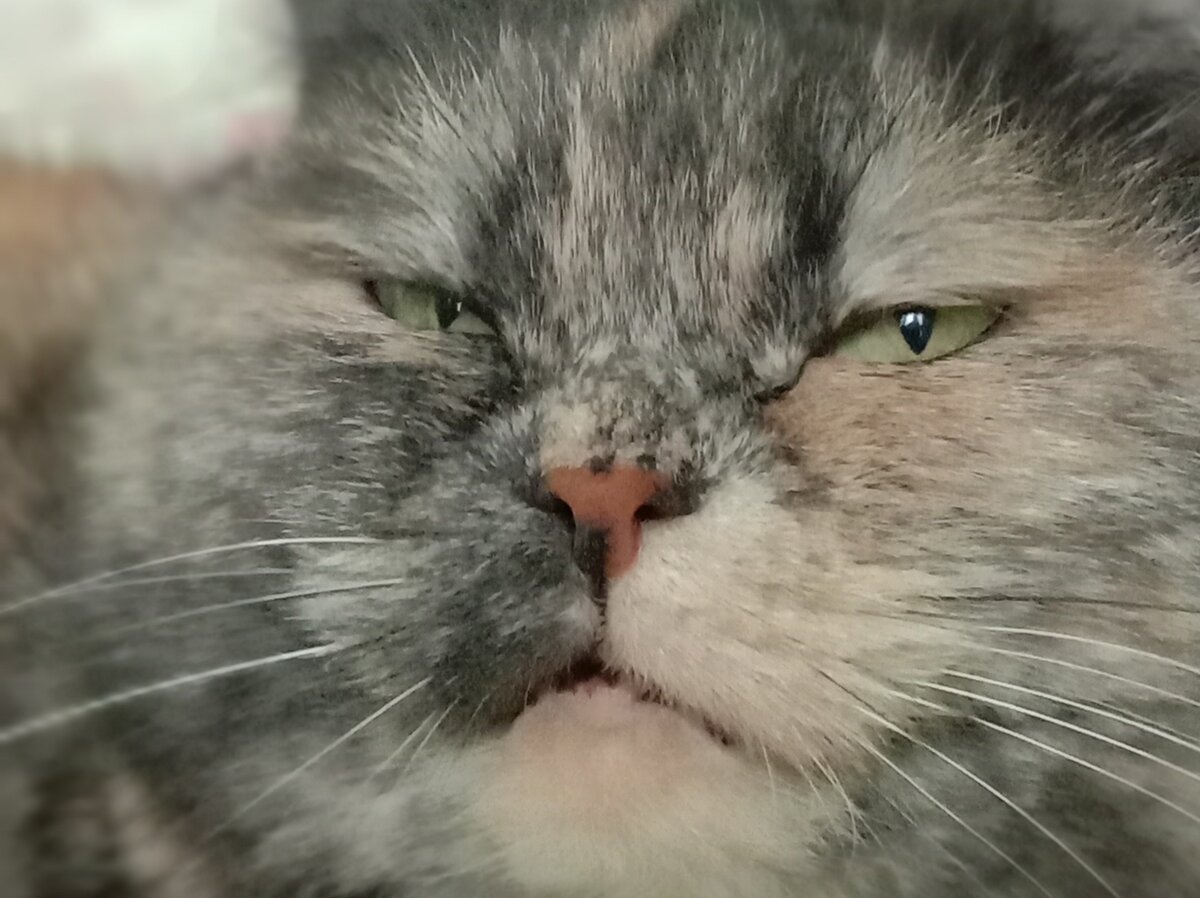 Опять апельсины в коридоре разложили(