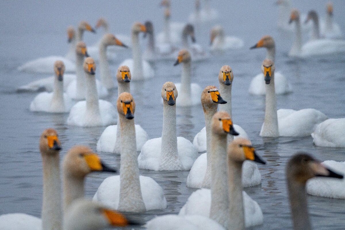 Лебеди застыли в ожидании и ждали наших лайков)))