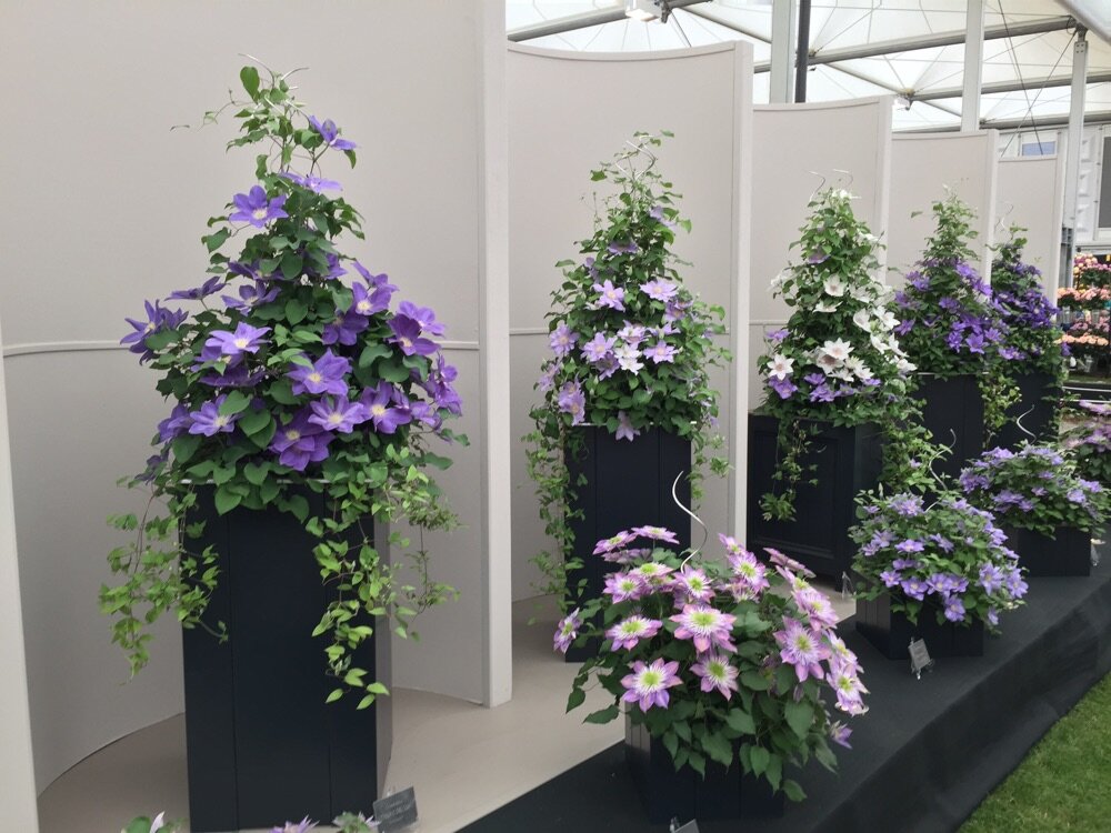 Клематисы 2-й и 3-й группы обрезки в контейнерах (фото из открытых источников в Интернете)