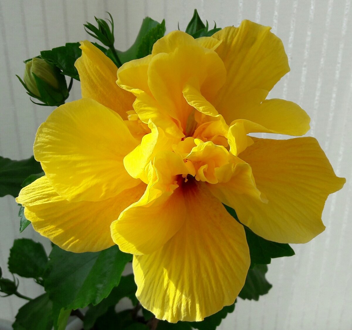 Махровый цветок прекрасного цвета солнца