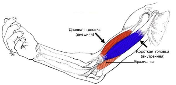 Брахиалис ( плечевая мышца) -  играет ключевую роль в развитии руки. Многие акцентируют внимание на бицепсы, но мало кто акцентирует свои тренировки на прокачке именно этой мышцы.