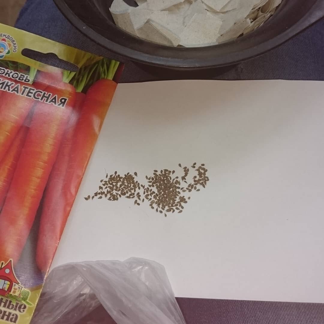 Семена моркови очень мелкие, ничем не подцепить (фото автора)