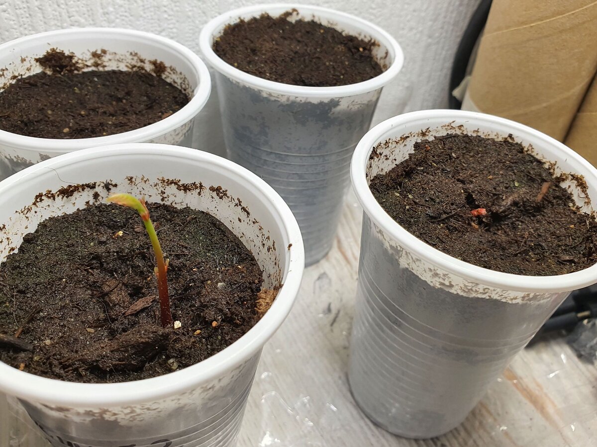 Слева росток из пророщенного, а справа из непророщенного желудя