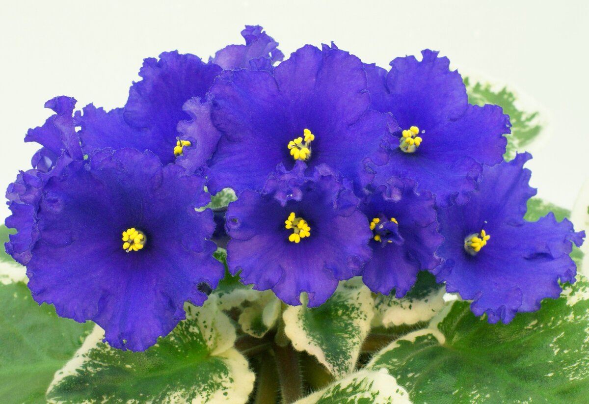 Вкус ежевики