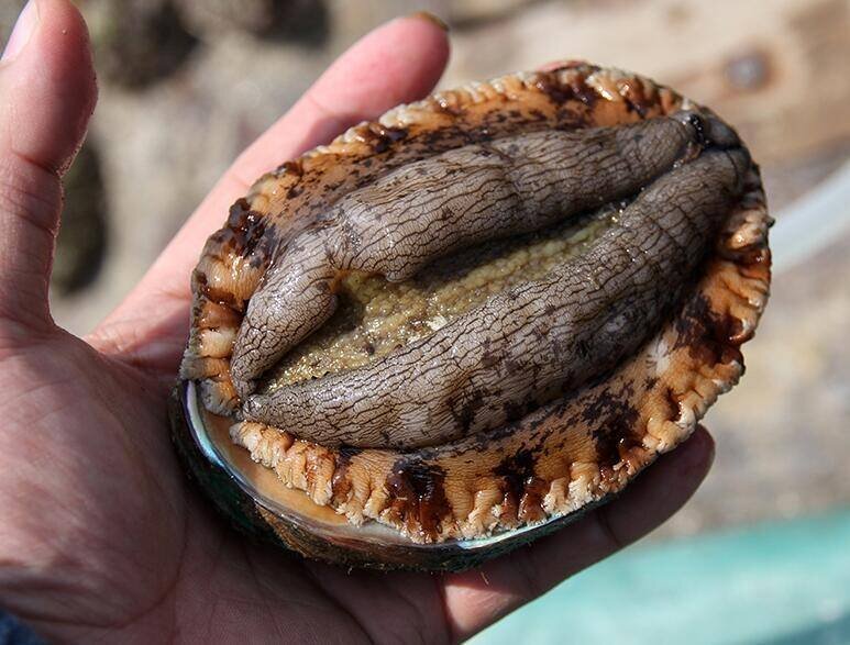 Тот самый чамбок https://ekd.me/wp-content/uploads/2020/06/v2-61b554ecd05f240ef8126ef9081f3e5f_1440w.jpg