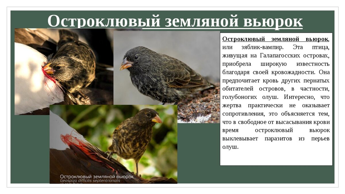 Эти птицы подлетают к олуши и делают маленькую ранку у основания перьев и пьют кровь, таким образом они устраняют потребность в житкости на без водных островах. Как это не удивительно жертвы "вампиров" практически не сопротивляются, одно из вероятный объяснений заключается в том что вьюнки поначалу выкусывали паразитов из птичьих перьев. Они предусматрительны и не выкусывают ранку больше чем нужно, чтобы жертва не почувствовала сильной боли и не прогнала. Так же эти птицы крадут яйца олушей, катая их по камням пока те не разбиваются чтобы выпить житкость.