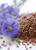  Чем полезны семена льна? Исследователями доказано, что льняное семя снижает риск инсульта, улучшает деятельность желудочно-кишечного тракта, а также позволяет стимулировать работу сердечно-сосудистой системы. Семена льна являются эффективным средством для снижения веса. Конечно же, необходимо учитывать причины лишнего веса. Но, даже если эффекта похудения не произойдет, то вам удастся оздоровить организм! 
Семена льна богаты клетчаткой, а также микроэлементами и витаминами. Из семени льна готовят настой. Поскольку его консистенция слизистая, то он оказывает обволакивающее действие на ЖКТ, способствуя глубокому очищению от шлаков и токсинов. кроме этого настой из льняного семени является противовоспалительным средством. На этих основаниях и происходит снижение веса и улучшение самочувствия.
Для приготовления настоя из льняного семени используйте термос, так как он сохранит напиток теплым. 1 стол. л. сухих семян льна залейте 2-мя стак. кипятка и настаивайте в течение 8-ми часов. Принимайте настой по 0, 5 стакана за полчаса до приема пищи 4 раза в день. 
Также можете приготовить концентрированный отвар из семени льна. 1 столовую ложку семян залейте 1-м стак. кипятка,
и настаивайте в течение 8-ми часов. Принимайте настой по 0, 5 стакана за полчаса до приема пищи 4 раза в день. 
Также можете приготовить концентрированный отвар из семени льна. 1 столовую ложку семян залейте 1-м стак. кипятка, поставьте на огонь, чтобы закипело и варите на медленном огне, помешивая, в течение получаса. Затем отвар остудите и принимайте также как и настой.

Льняной кисель очень полезен. Чтобы его приготовить, необходимо сварить ягодный кисель. А в процессе варки добавить сухие семена льна. Пропорция - 1 ст. л. семян на стакан киселя. Когда кисель остынет, семена льна разбухнут и он станет густым. Льняной кисель волне может заменить полноценный завтрак или же ужин, так как он очень сытный и вкусный. Хотите похудеть? Попробуйте вместо жареной картошки или других калорийных блюд принимать на ужин или завтрак льняной кисель. 
Длительность курса приема целебного отвара, настоя или киселя (по вашему выбору) 10 дней.

После 10-ти дневного перерыва курс повторить.

Чтобы снизить вес необходимо 3-4 таких льняных курса. 
Обязательно следите за тем, чтобы настой, отвар или кисель были свежеприготовленными. То есть готовить их необходимо каждый день. Не заготавливайте напиток впрок и не держите его в холодильнике.