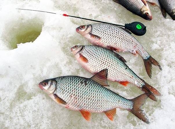 Очень уловистая наживка для всей белой рыбы. Мотыль отдыхает🎣