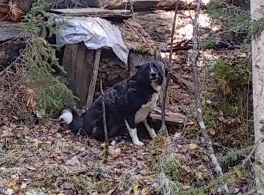 Собака-вредитель по кличке Шайба - молодая, необученная, ленивая