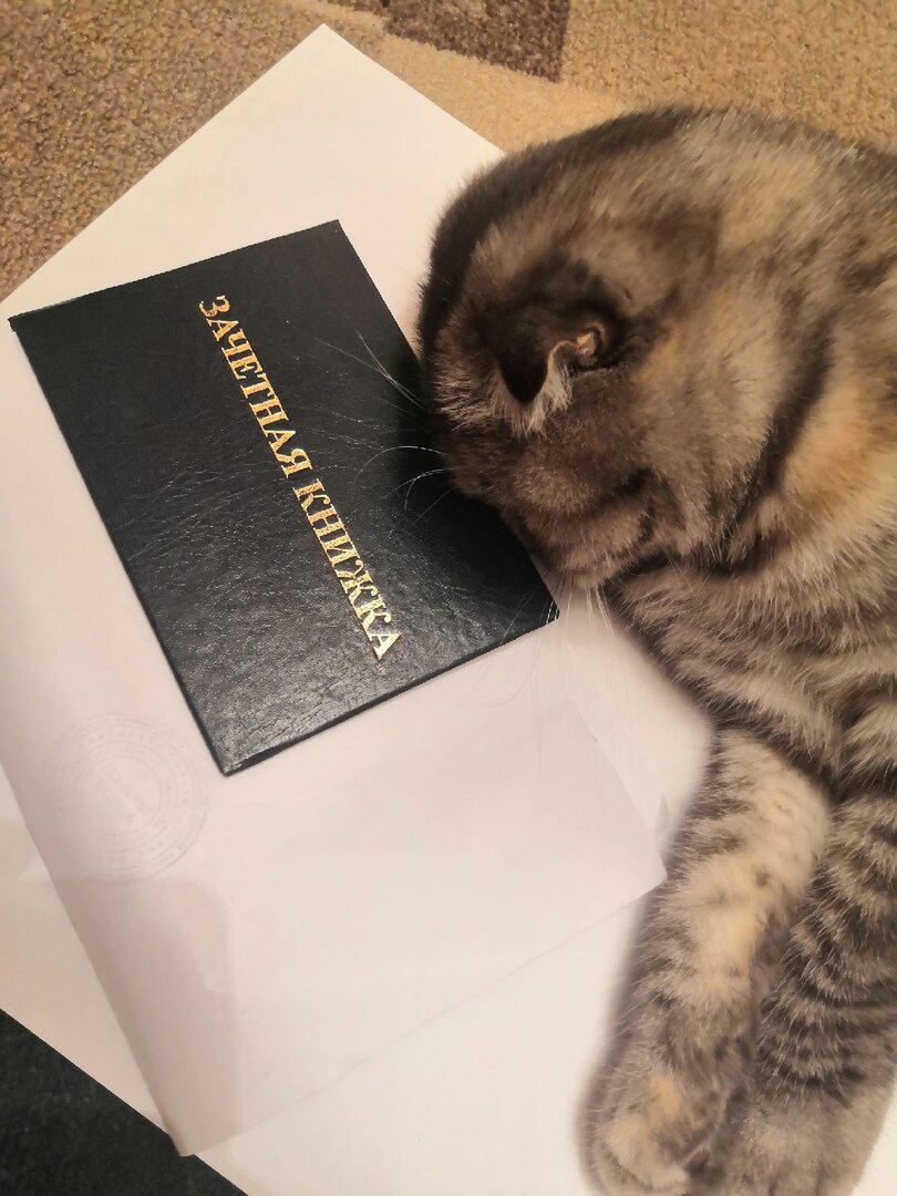 А эта наша любимая кошка, я зову ее "Несквик"