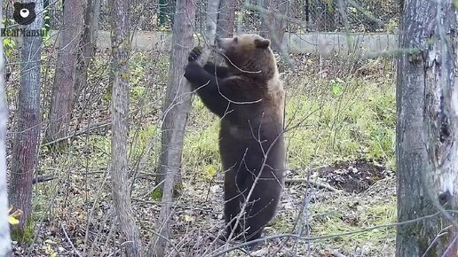 А я вам говорю это тут лишнее 🐻 Медведь-дровосек