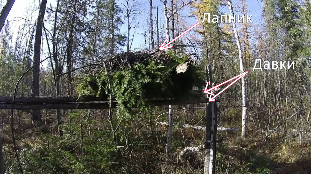 Кулёмка vulgaris.