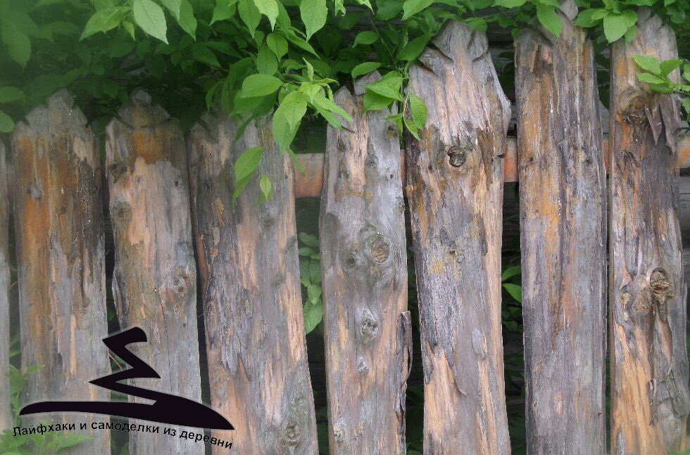 лиственный забор. фото автора 
