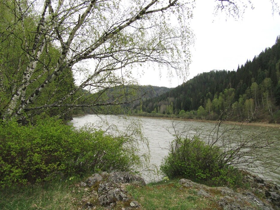 Берег реки Кии.