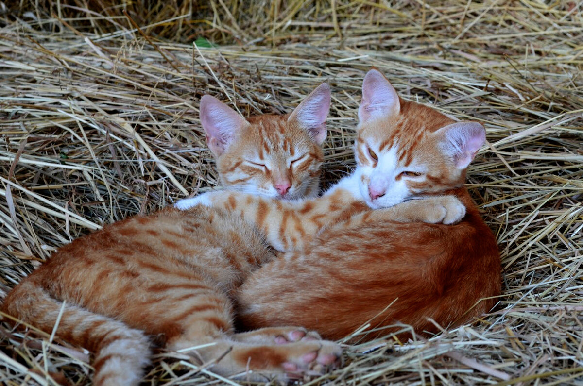 Котики на сеновале, фото автора