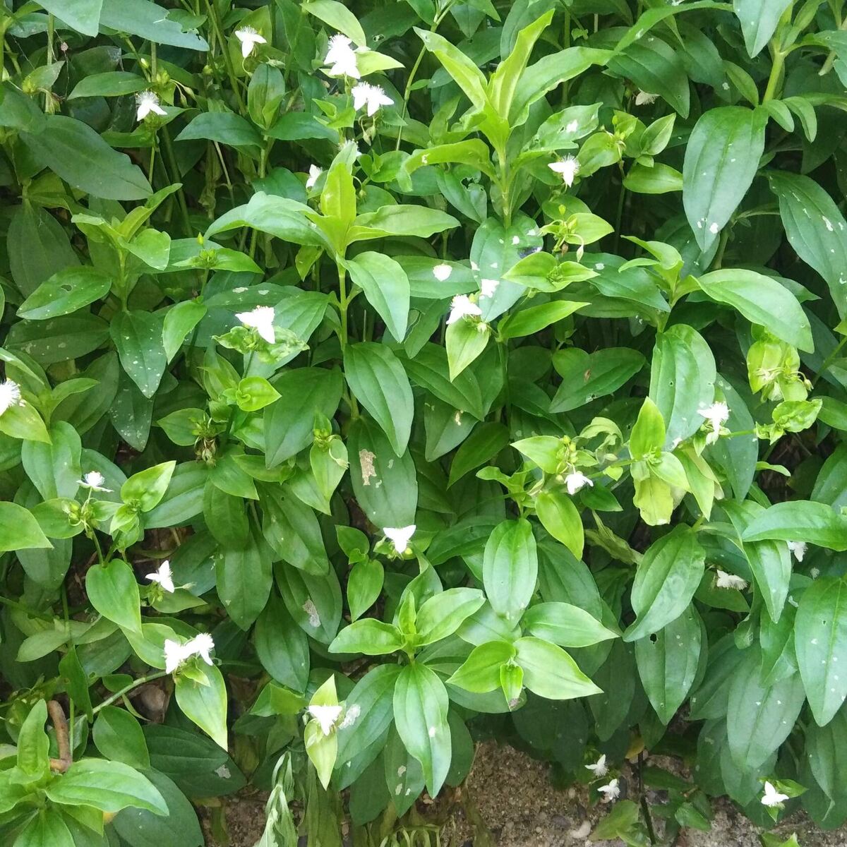 Глянцевые листики и белые цветочки 