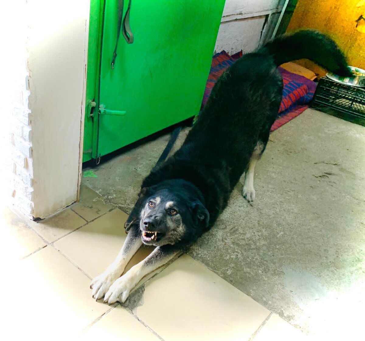 Собака в приюте Омские Хвостики передаёт всем привет