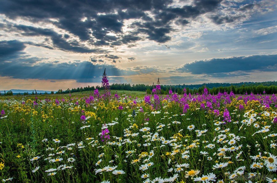 луговые цветы