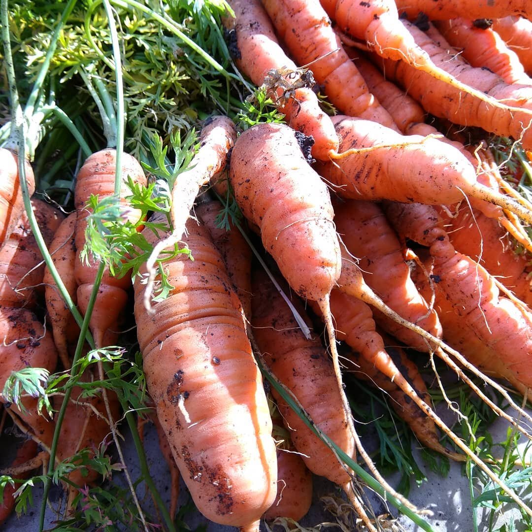 Я даже на такую морковь с дачи согласна, только не по 199 руб., говорят, что такие цены тоже есть