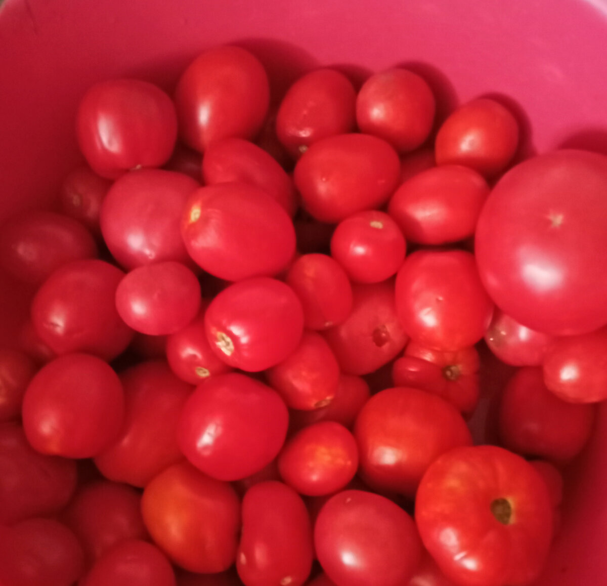 Личное фото. Мои помидоры в тазике ждут меня с нетерпением!