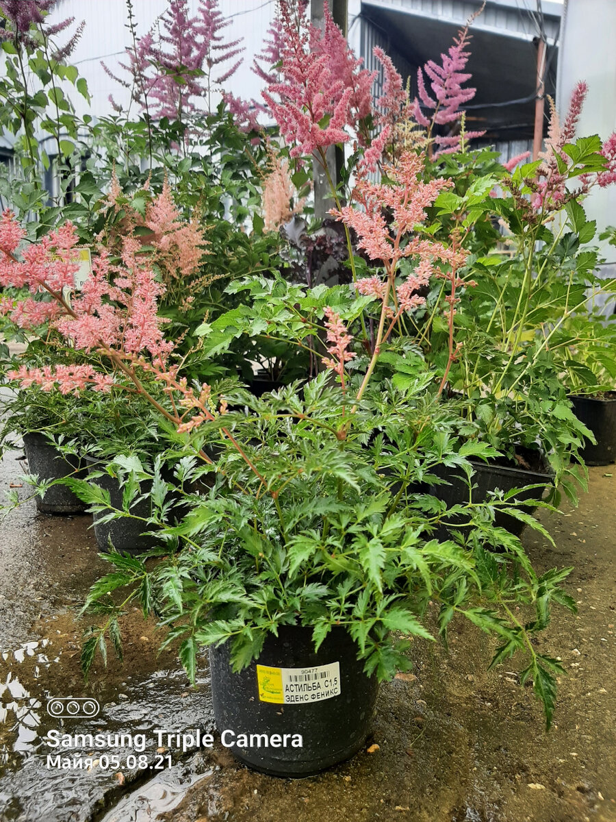 Еденс Феникс,  у меня такая есть. Карликовый ажурный сорт