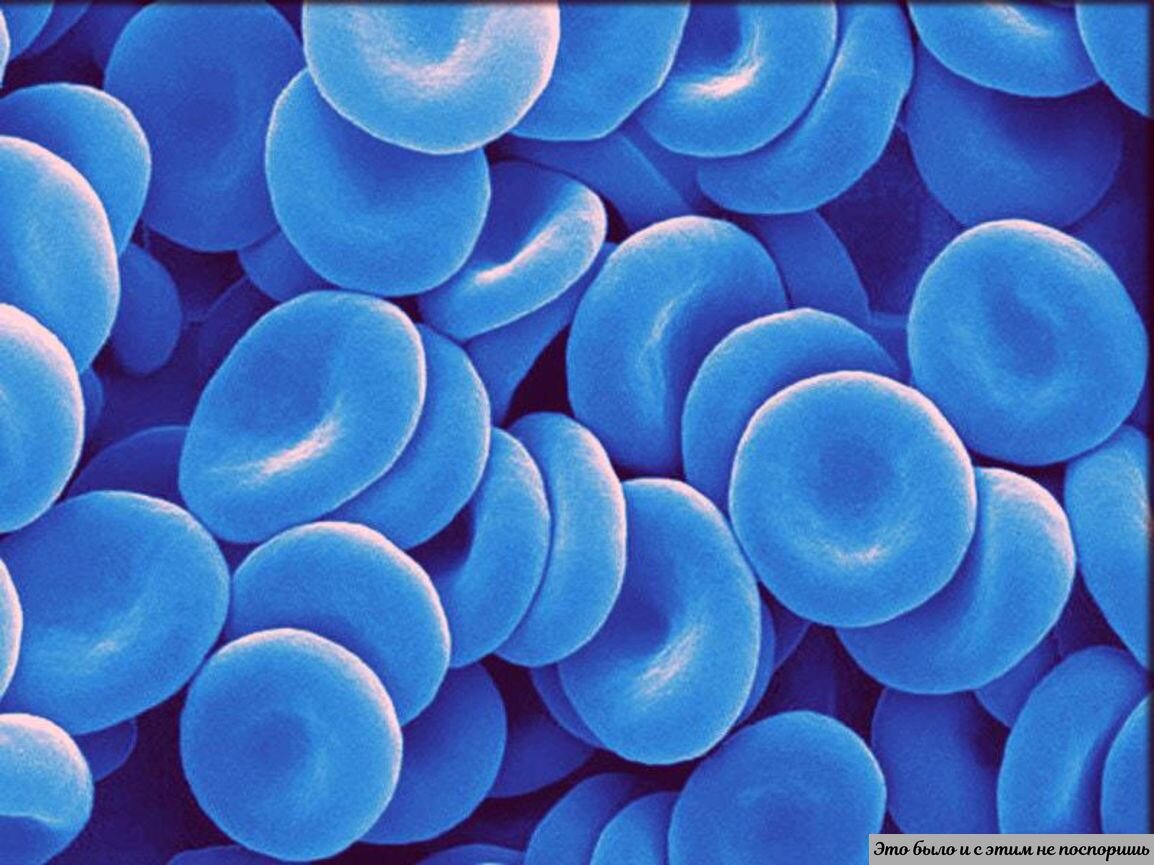 Гемоцианин эритроциты. Голубая кровь миф или реальность. Кровь синего цвета. Какого цвета кровь у беспозвоночных. Синих кровей это.